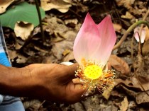 Driver's hand holding pink and yellow flower.