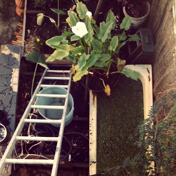 Frog pond and garden at a sustainable living co-operative house in Sydney